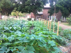 Edible Flint Tour - Uni-Corn Garden