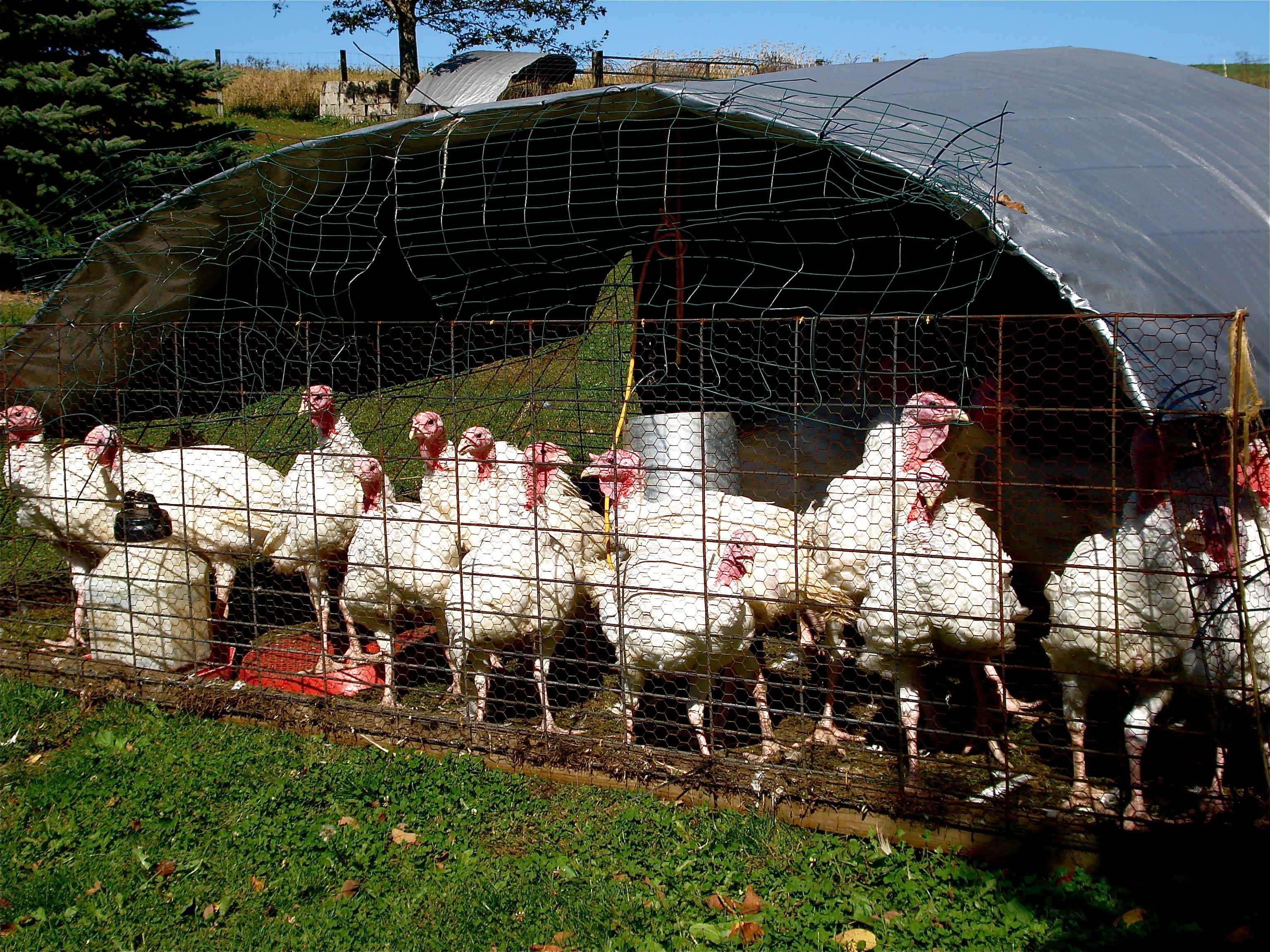 Poop in the coop: Chicken farmer battles the EPA