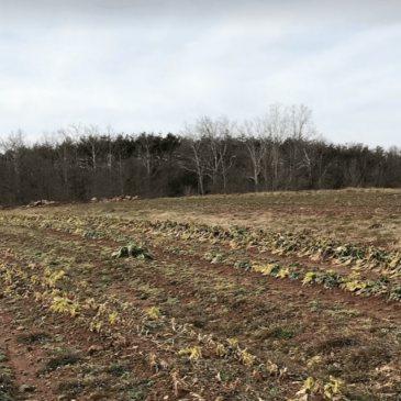 Photo of field containing rows of crops on One Acre Farm in Montgomery County, Maryland