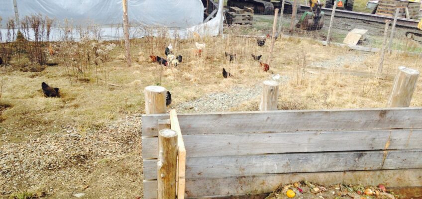 Photo of an on-farm static pile composting system with visible food scraps and chickens browsing in the surrounding area