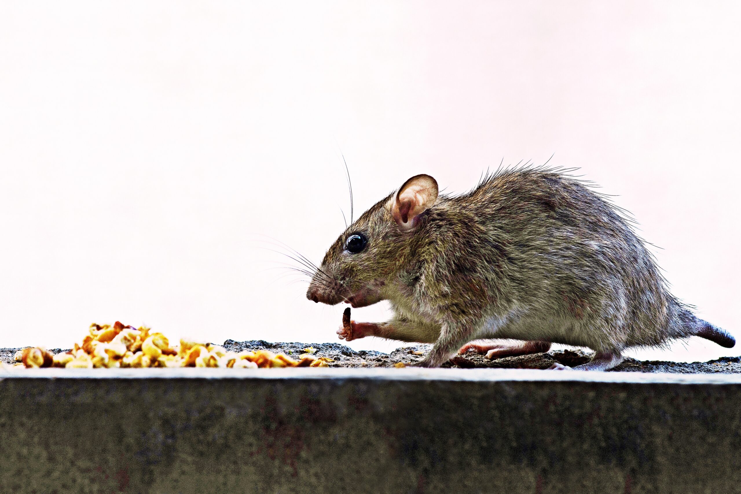 Where Do Rats Live?, Mice & Rat Habitat in Florida