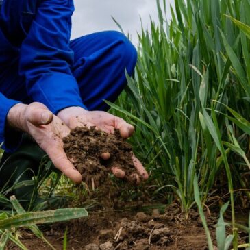 A farmer crouching down in a field. He has soil in his hands and is assessing the quality of the soil that the crop is growing out of.
